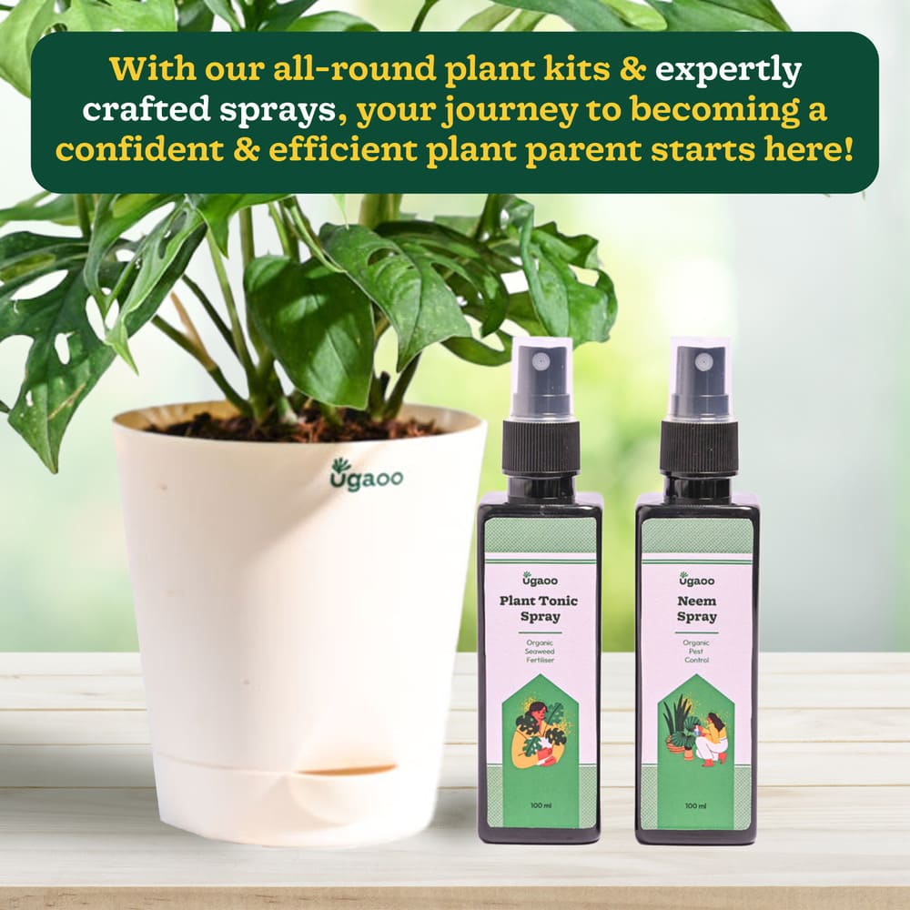 Plant Beginners Kit with Broken Heart Plant