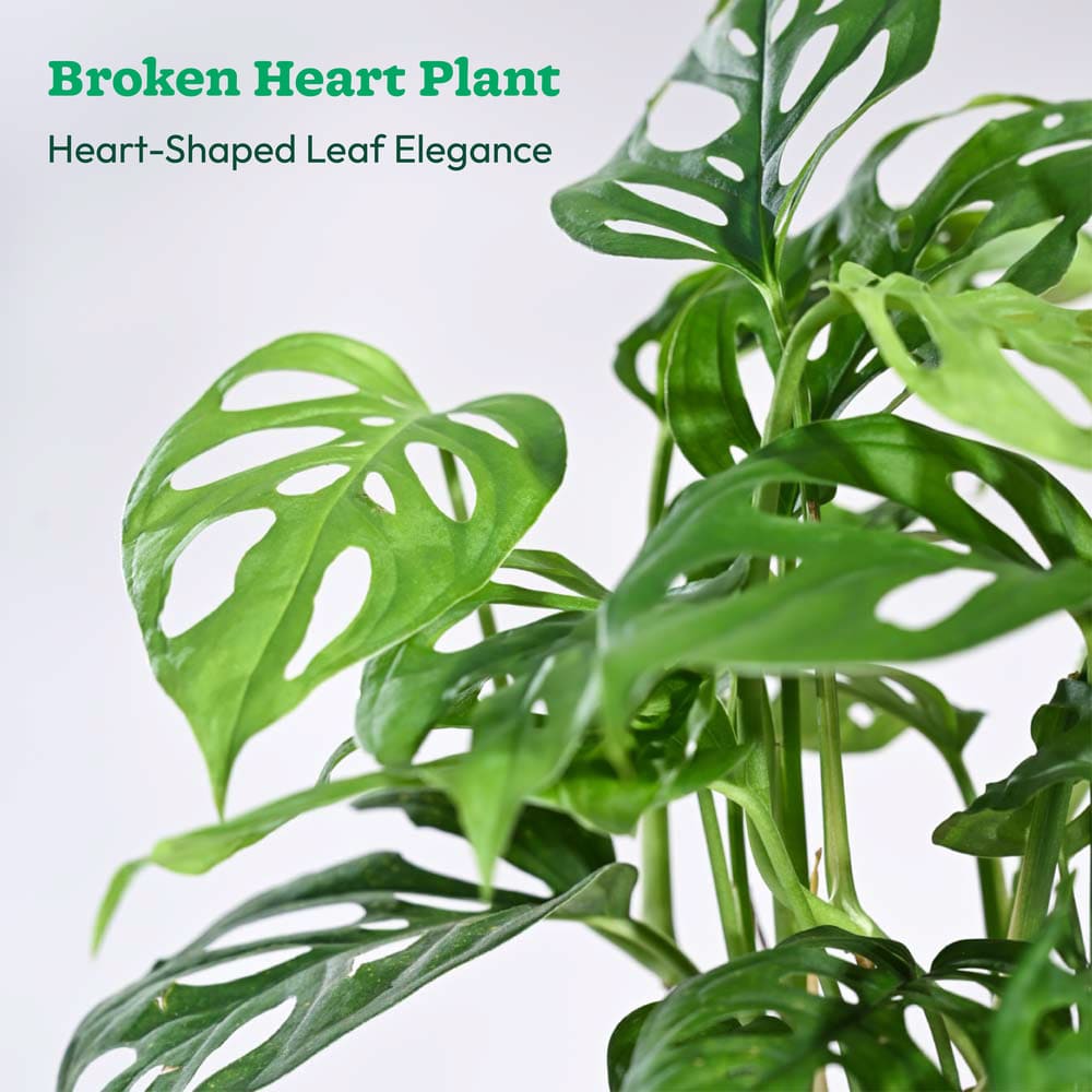 Plant Beginners Kit with Broken Heart Plant