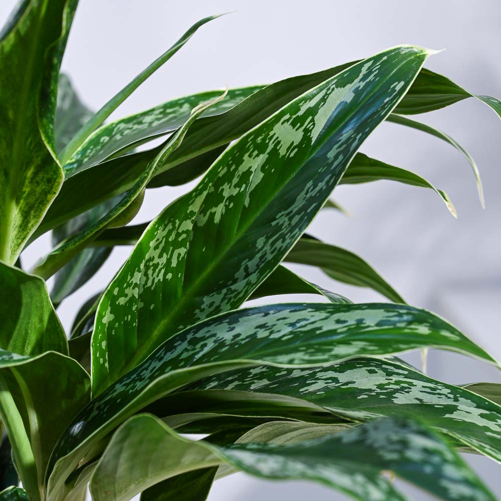 Aglaonema Queen Plant