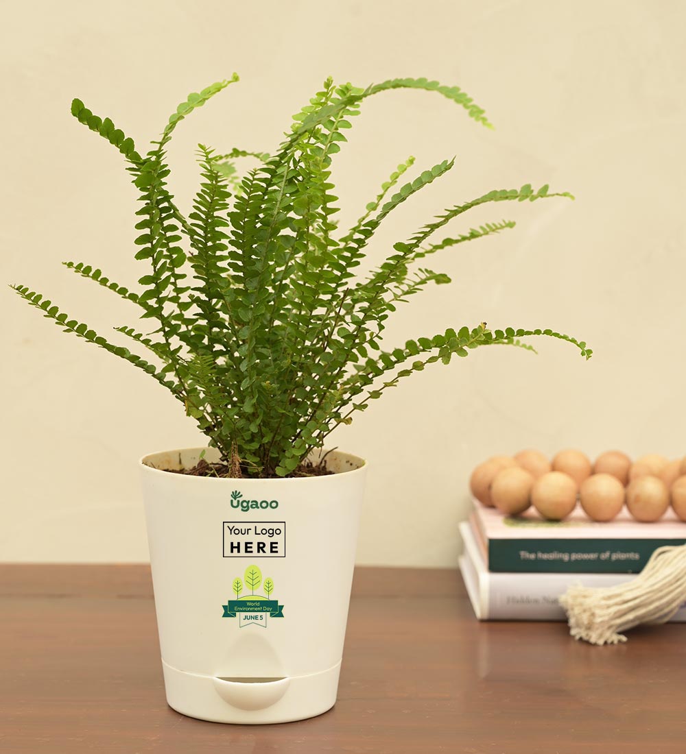 Fern Button Plant For Environment Day Gifting