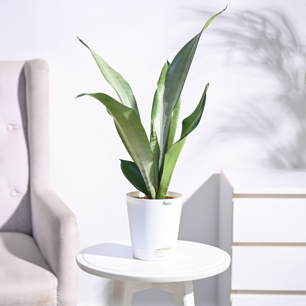 Sansevieria Moonshine - Snake Plant