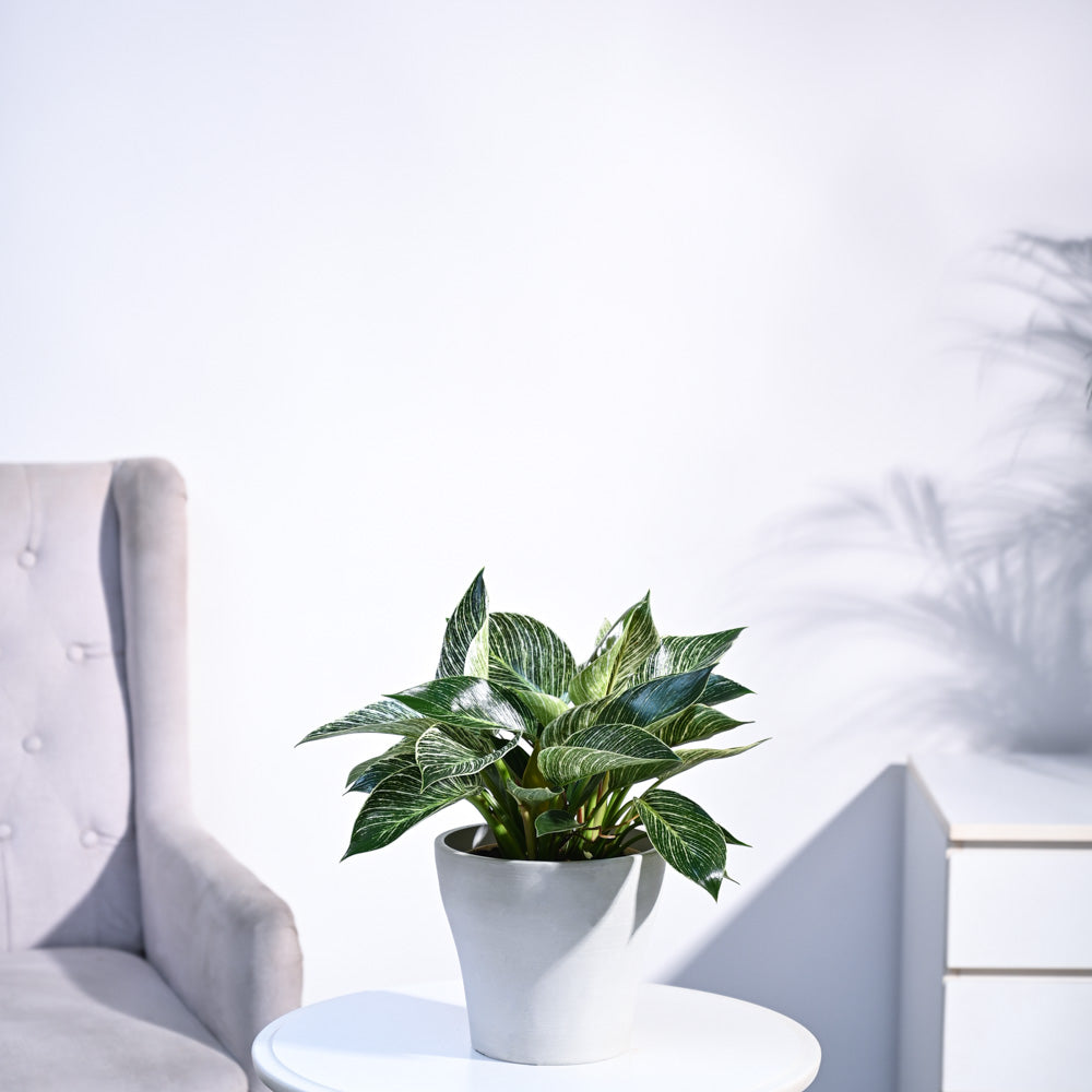 Philodendron Birkin Plant