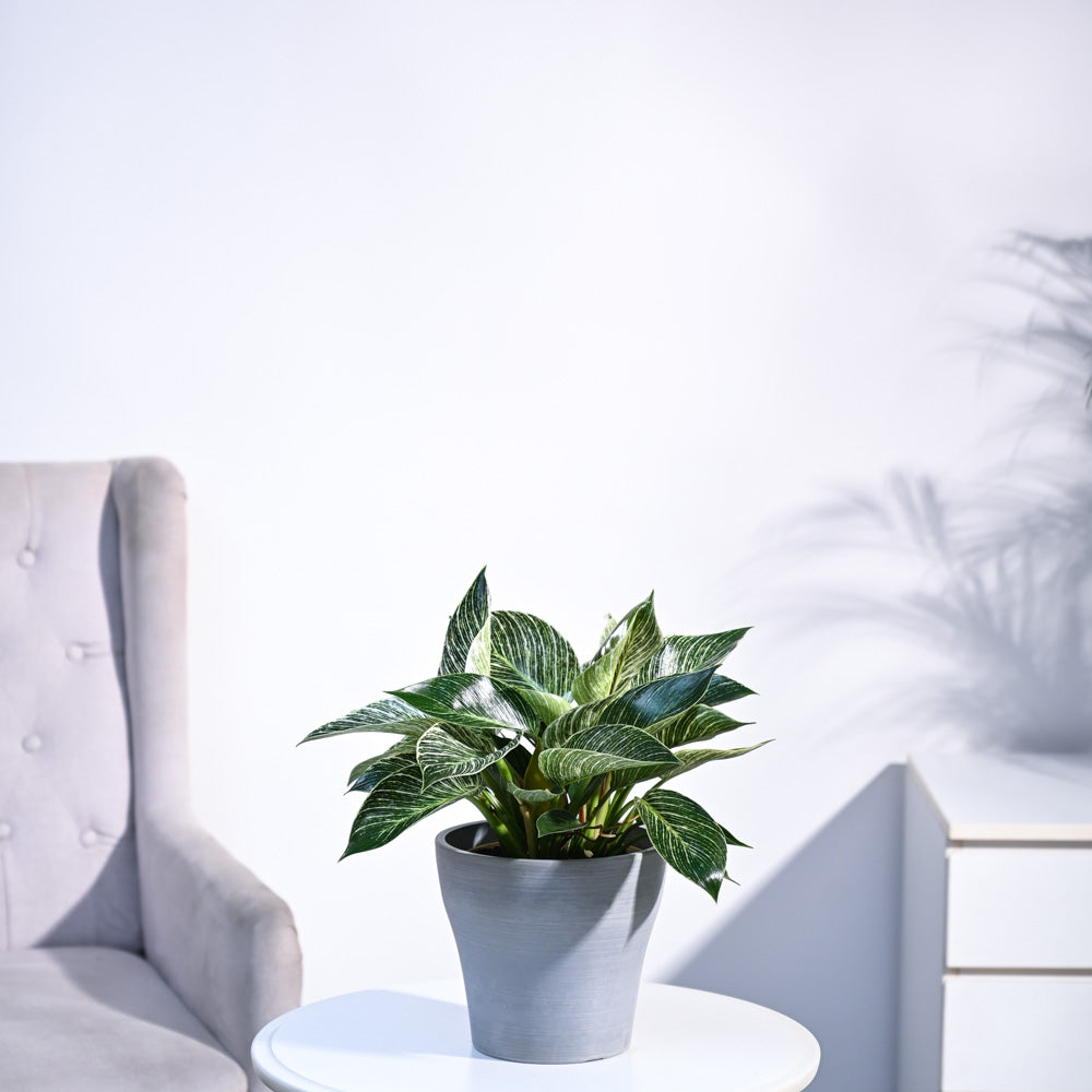 Philodendron Birkin Plant