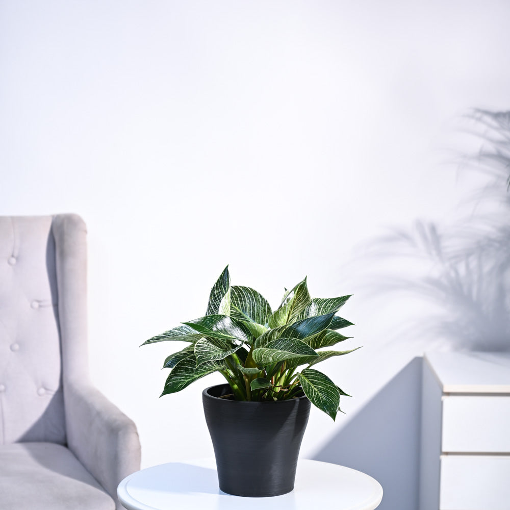 Philodendron Birkin Plant