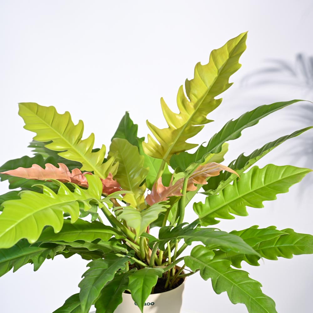 Philodendron Pluto Golden Plant