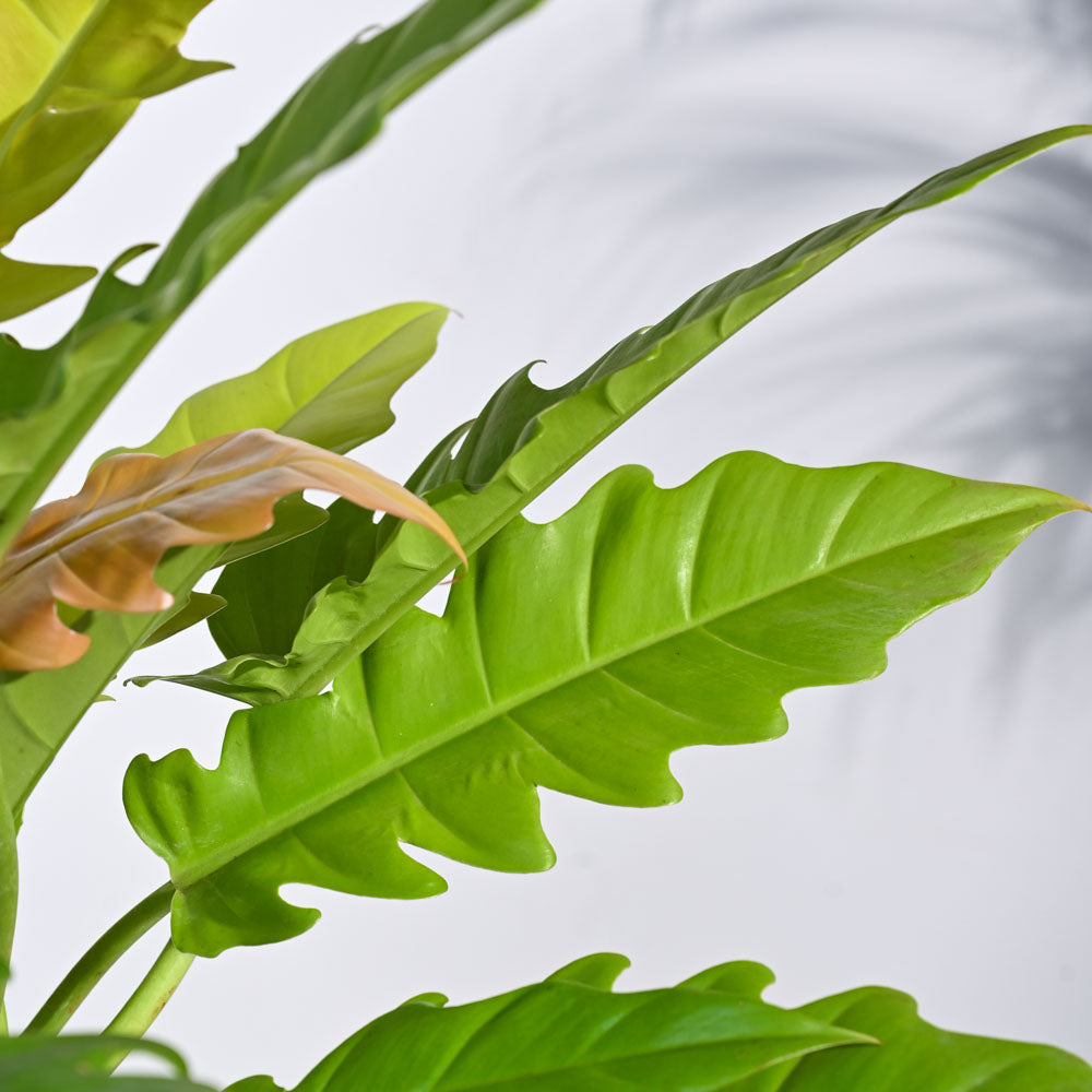 Philodendron Pluto Golden Plant