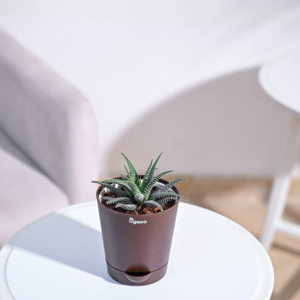 Haworthia Fasciata Plant