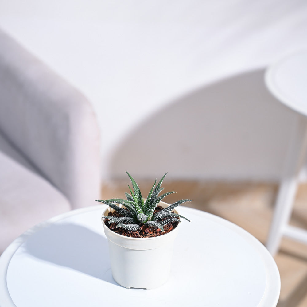 Haworthia Fasciata Plant