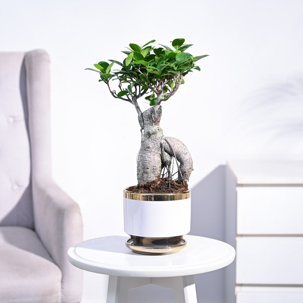 Bonsai store table plant