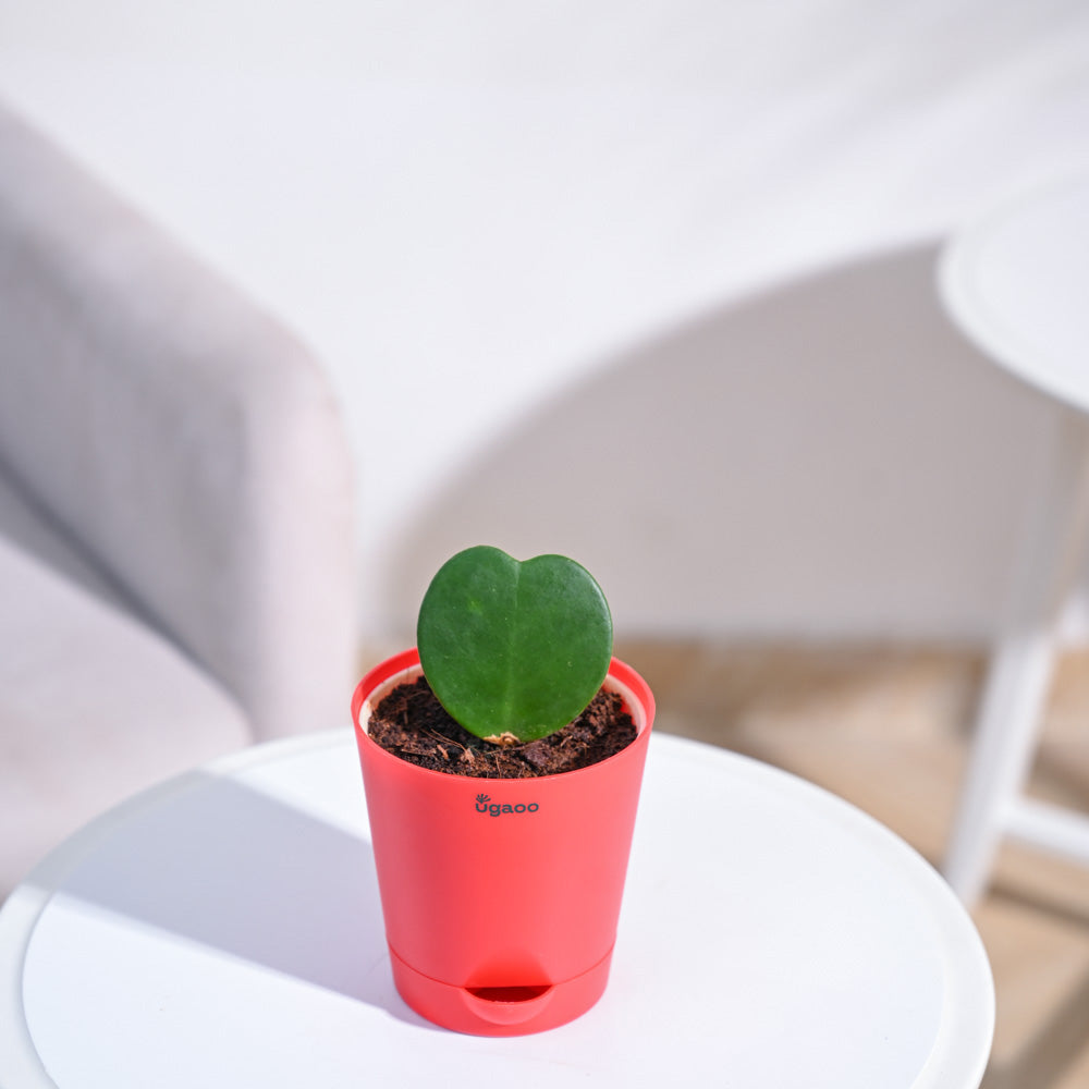 Heart_Hoya_Plant_NUPL0358APK_Pink