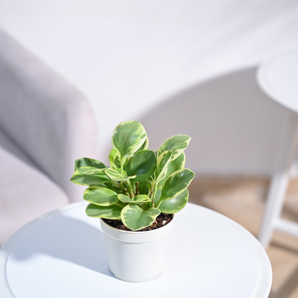 Peperomia Variegated Plant