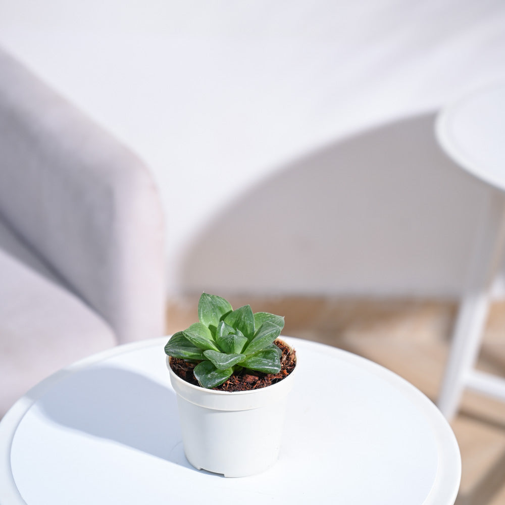 Haworthia_Cymbiformis_Plant_NUPL0384KRD_Red