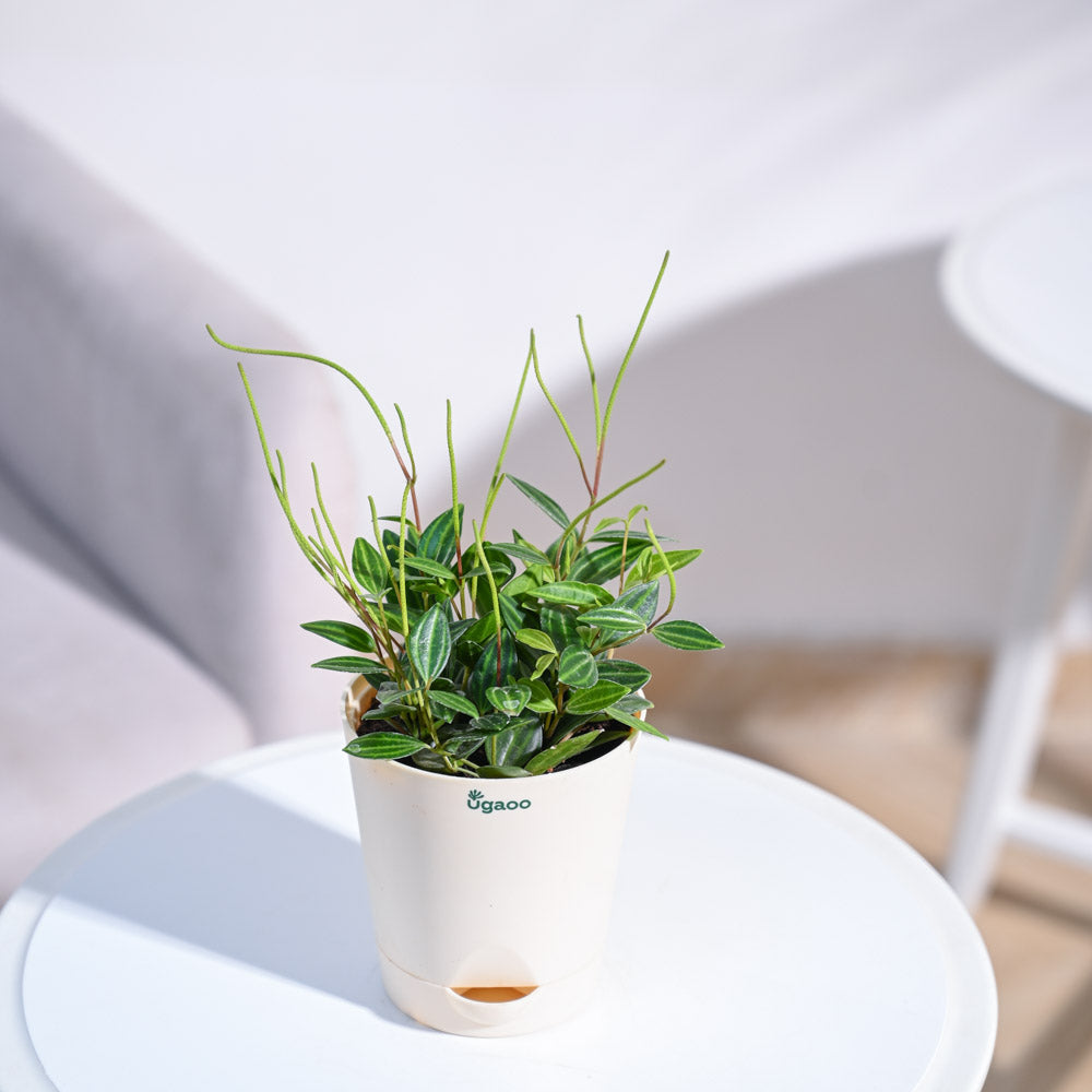 Peperomia_Angulata_NUPL0646APK_Pink