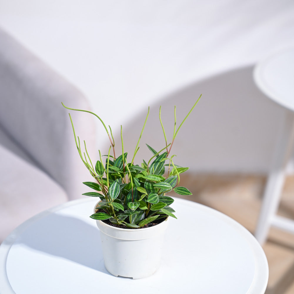 Peperomia Angulata Plant with GroPot