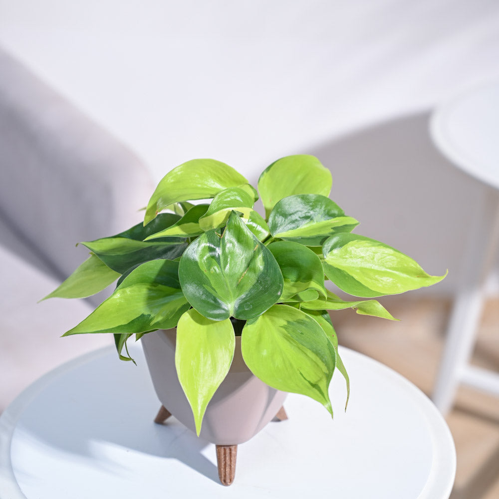 Philodendron_Brasil_Plant_NUPL0457KLG_Light_Green