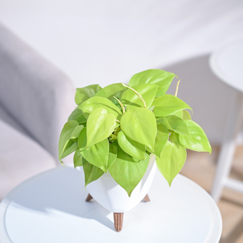 Philodendron_Oxycardium_Golden_Plant_NUPL0023AMB_Midnight_Blue