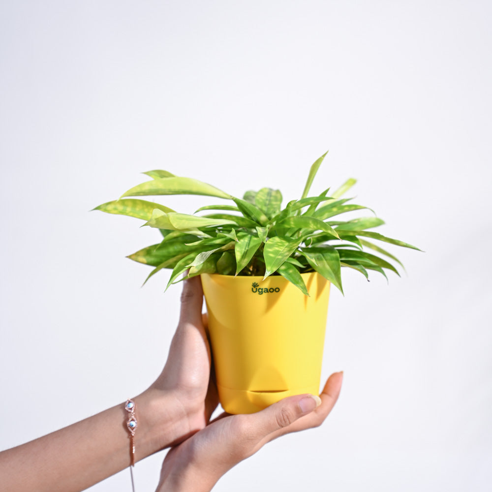 Dracaena Golden Milky Plant