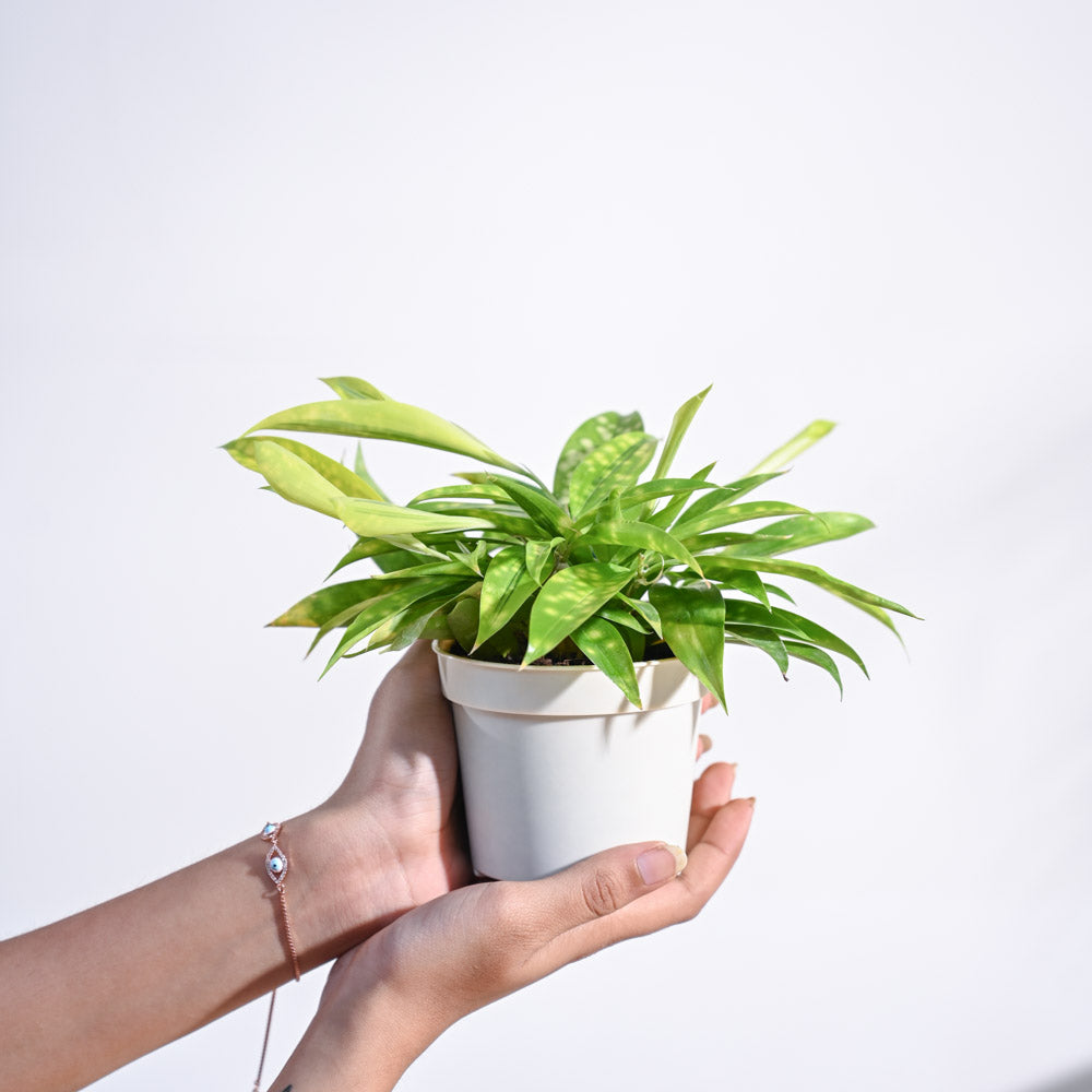 Dracaena Golden Milky Plant