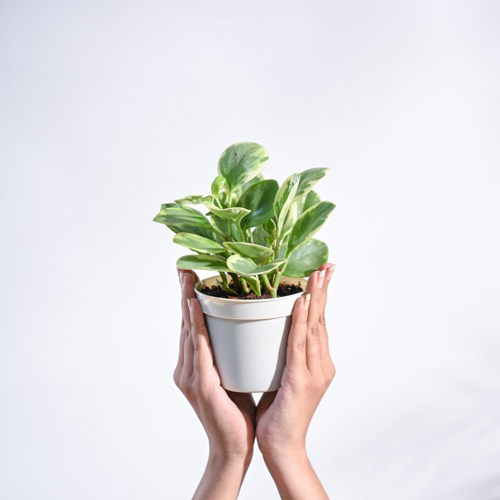 Peperomia Variegated Plant