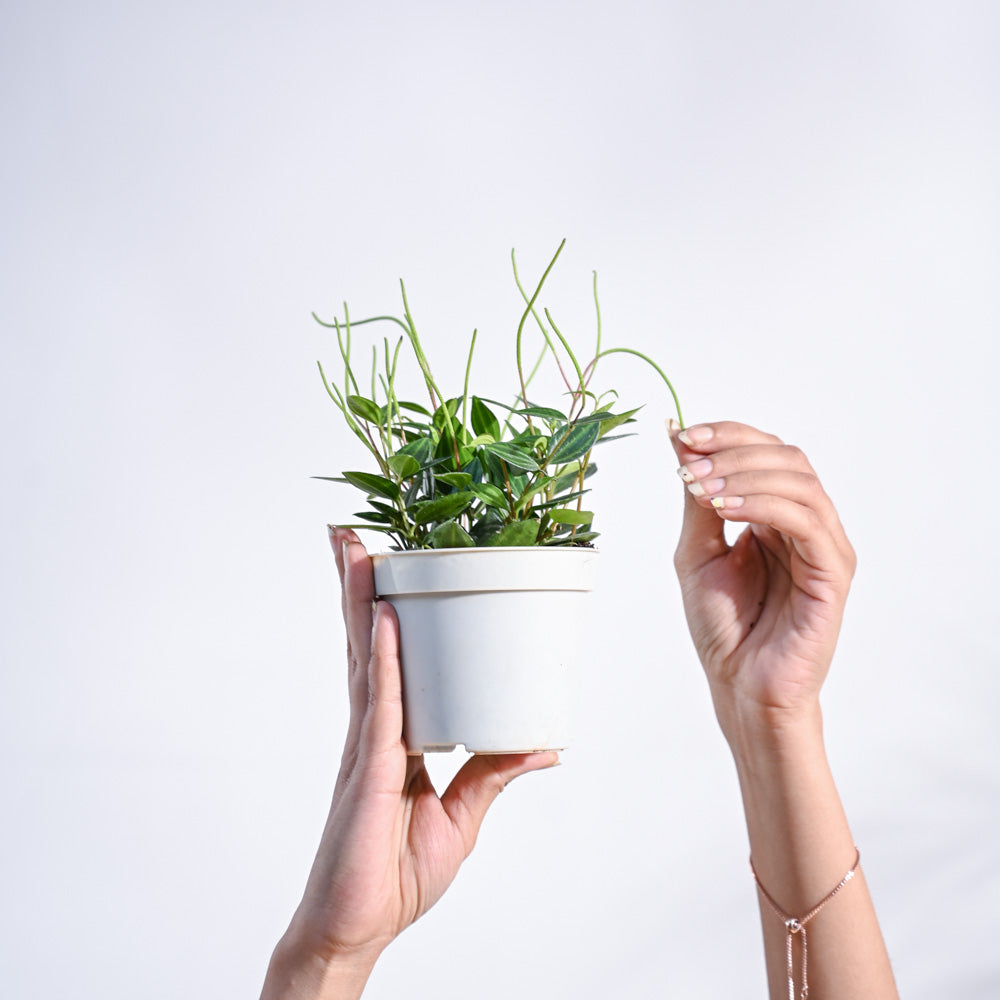 Peperomia Angulata Plant with GroPot