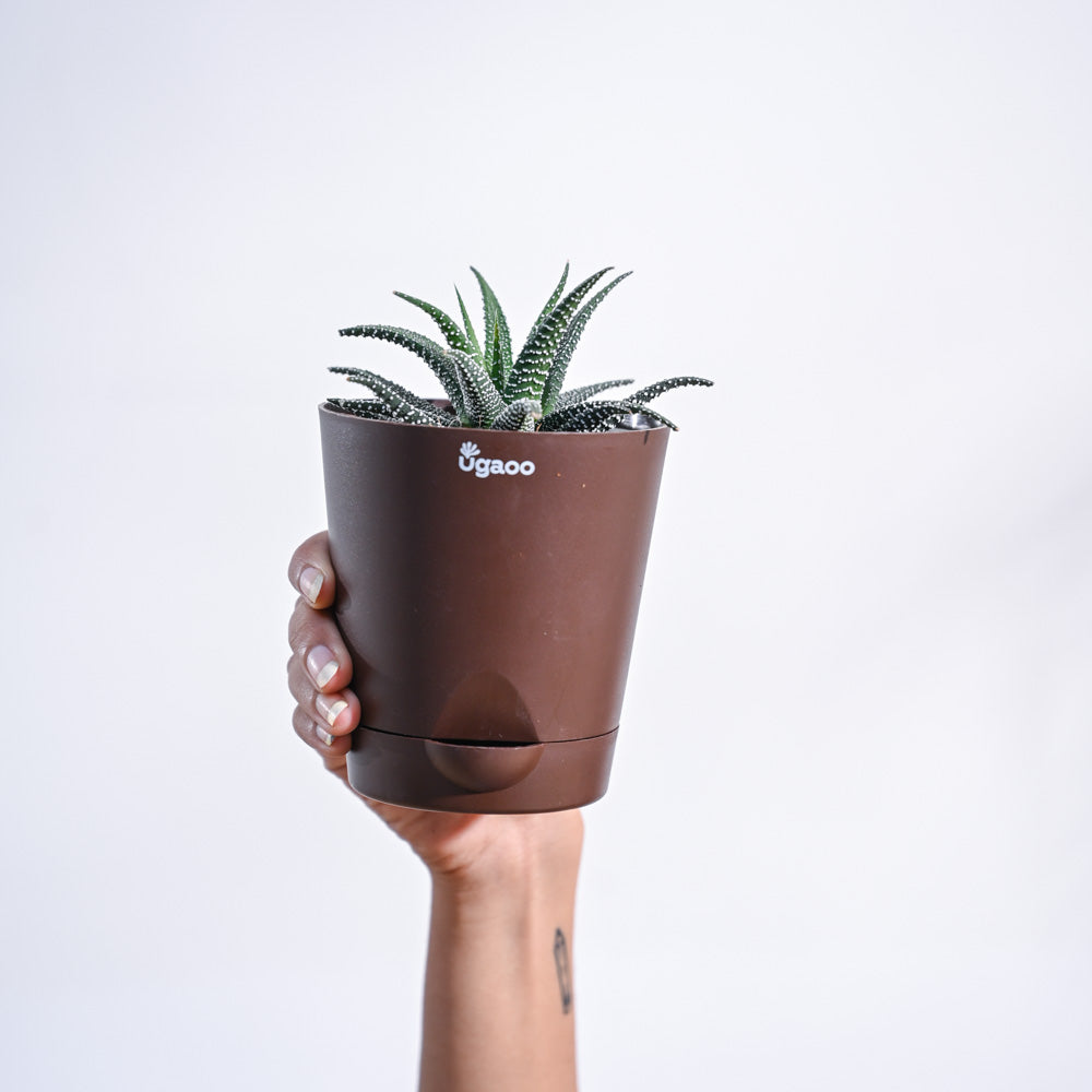 Haworthia Fasciata Plant