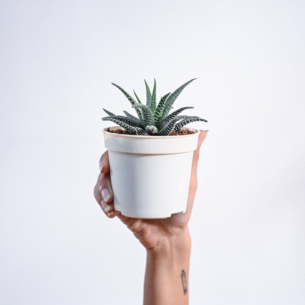 Haworthia Fasciata Plant