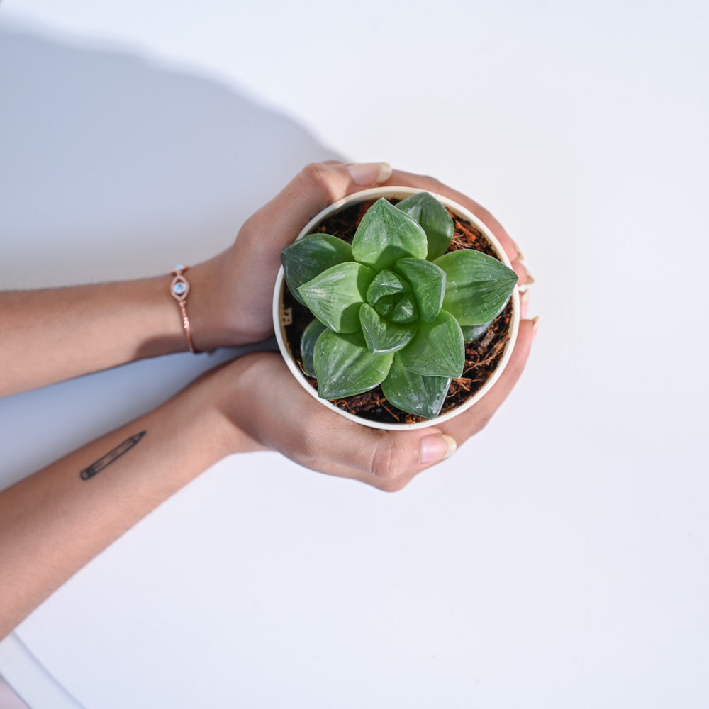 Haworthia_Cymbiformis_Plant_NUPL0384_Ivory