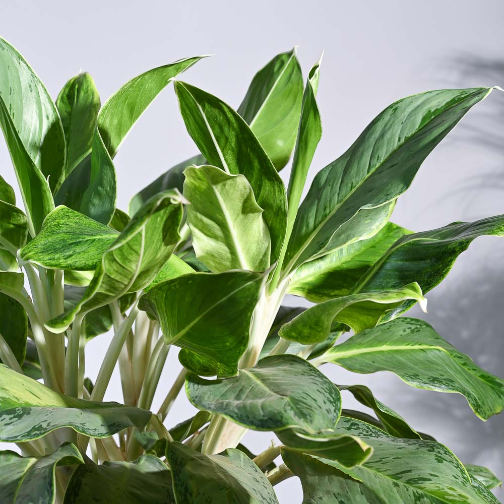 Aglaonema Ice Plant - XL