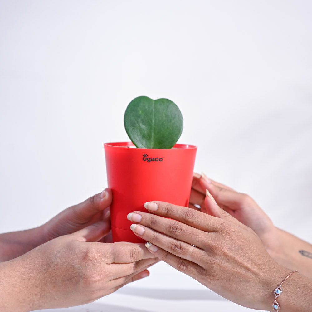 Heart_Hoya_Plant_NUPL0358APK_Pink