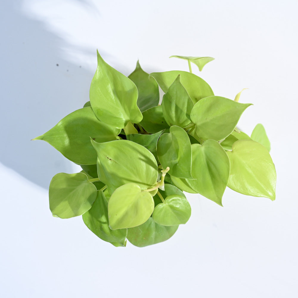 Philodendron_Oxycardium_Golden_Plant_NUPL0023SSB_Sky_Blue