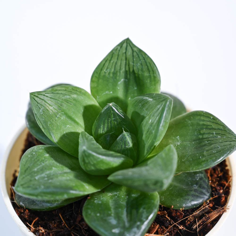 Haworthia_Cymbiformis_Plant_NUPL0384KBN_Brown