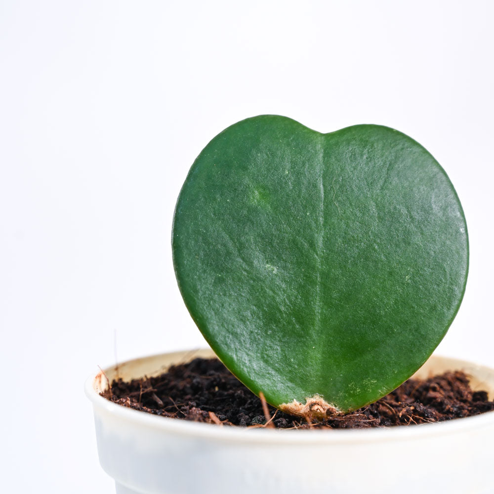 Heart Hoya Plant