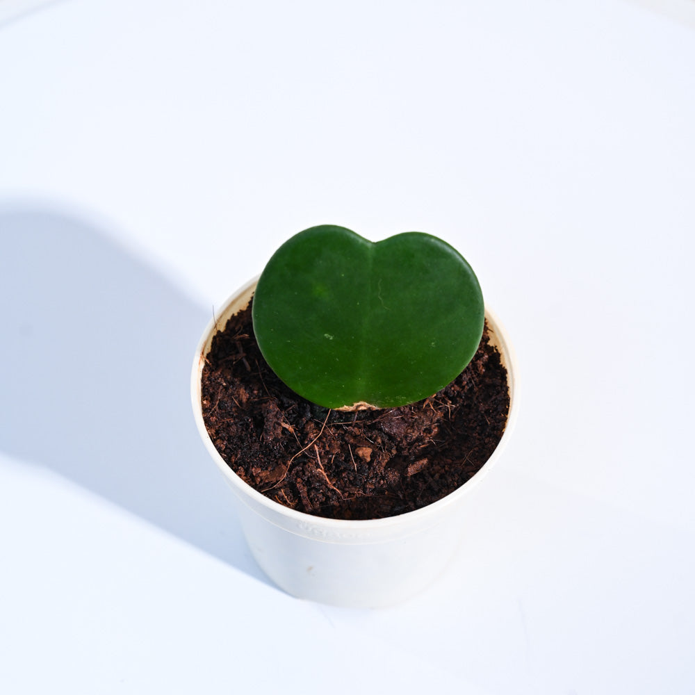 Heart_Hoya_Plant_NUPL0358_Ivory