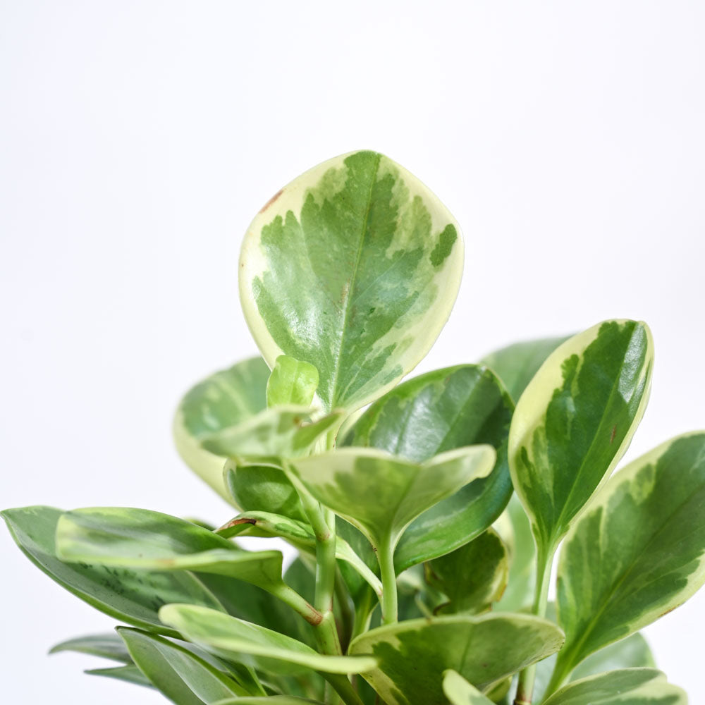 Peperomia Variegated Plant