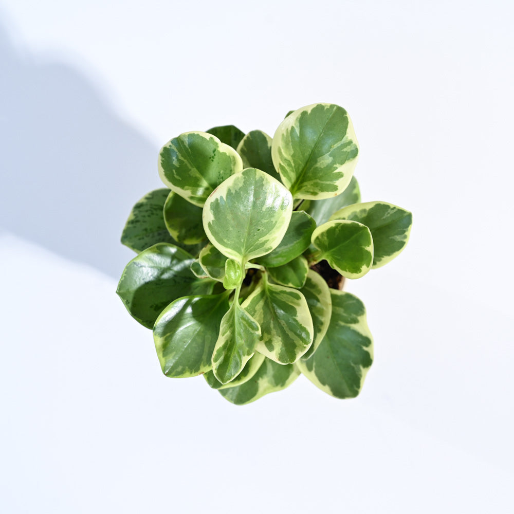 Peperomia Variegated Plant