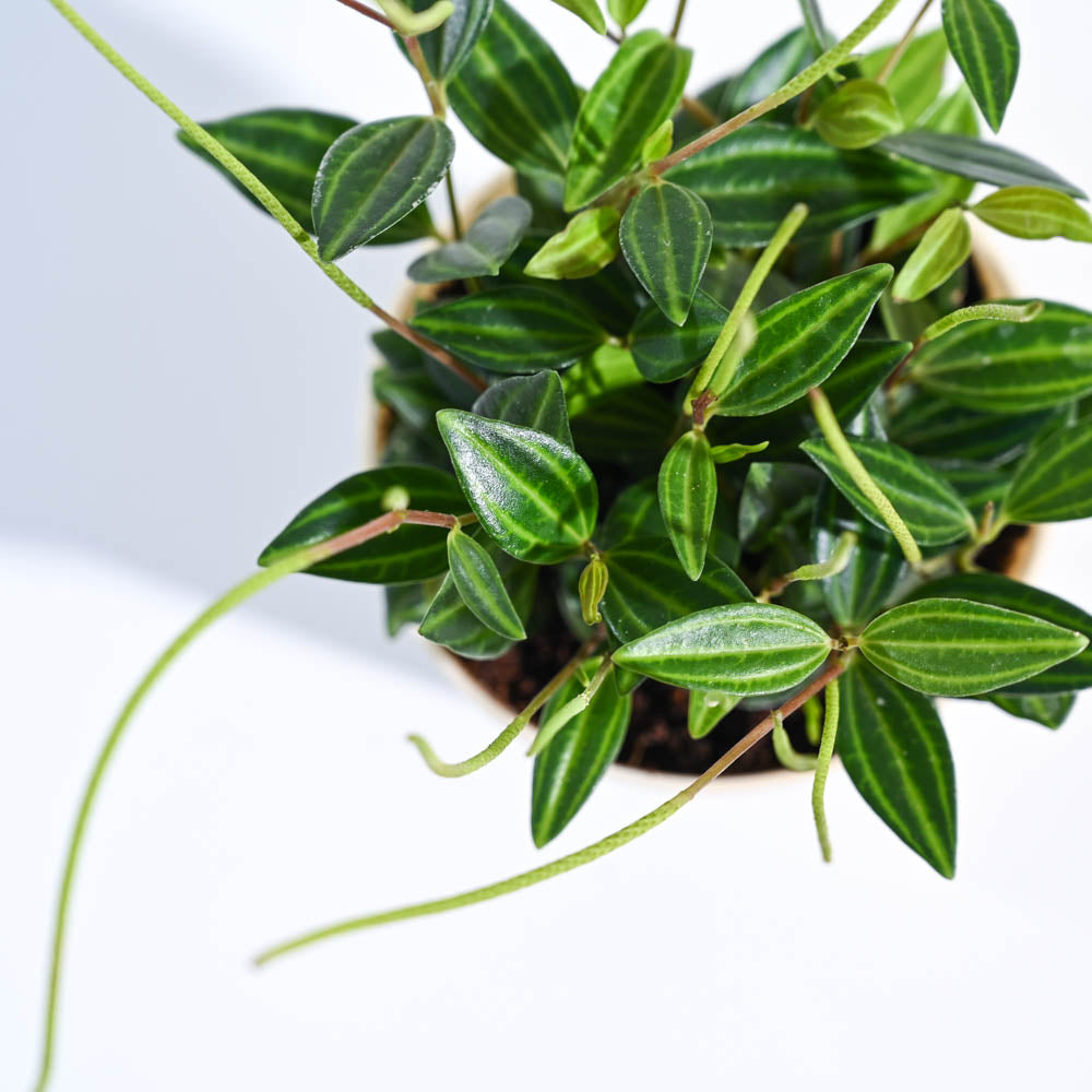 Peperomia_Angulata_NUPL0646SBK_Black