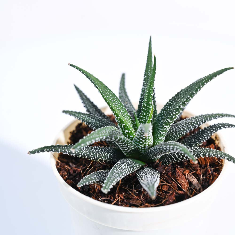 Haworthia Fasciata Plant