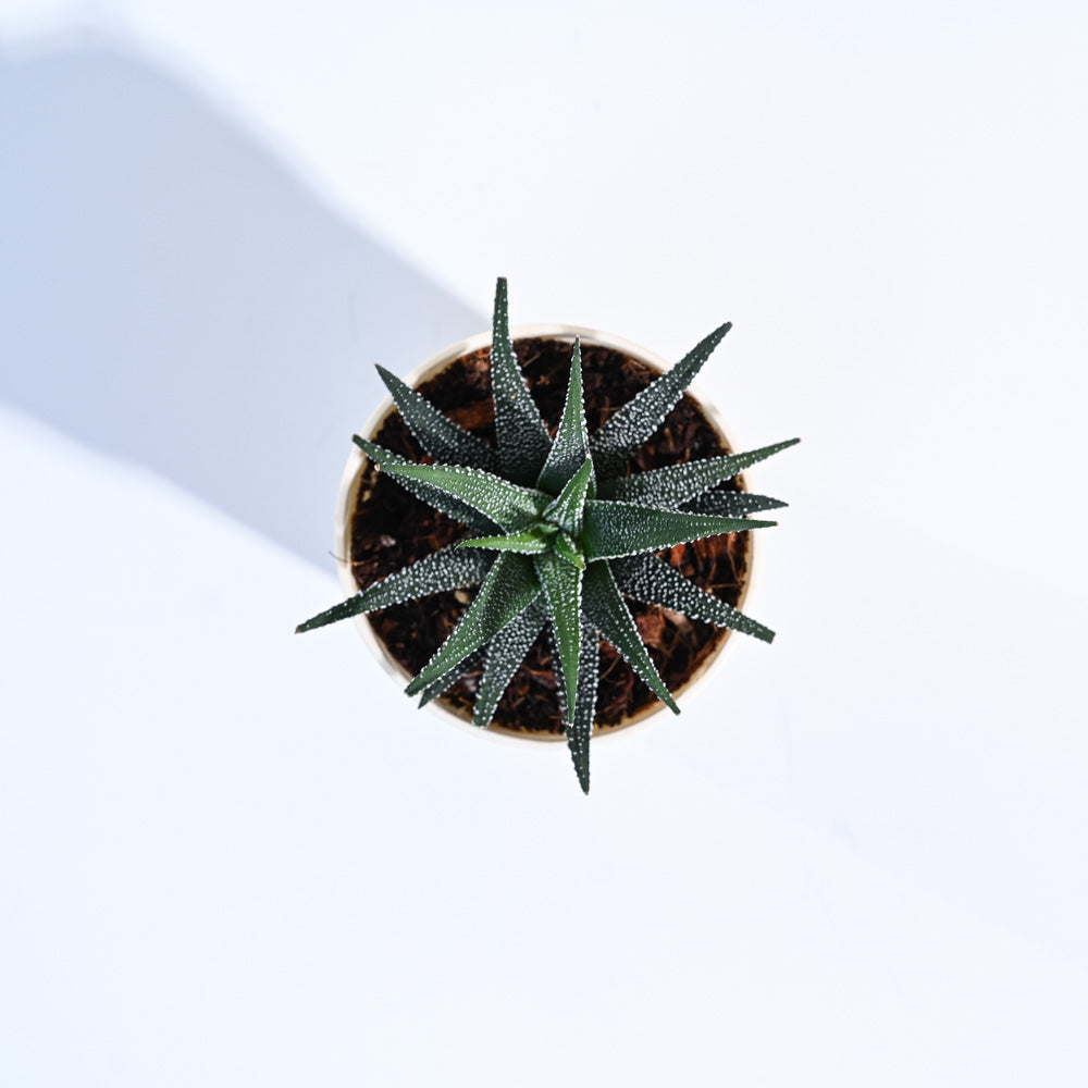 Haworthia Fasciata Plant