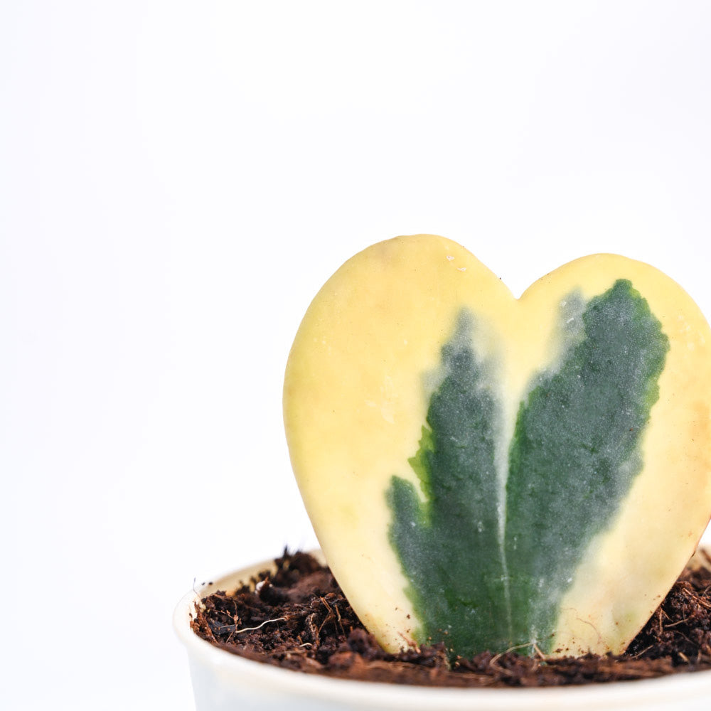 Heart_Hoya_Variegated_Plant _NUPL0440_Ivory