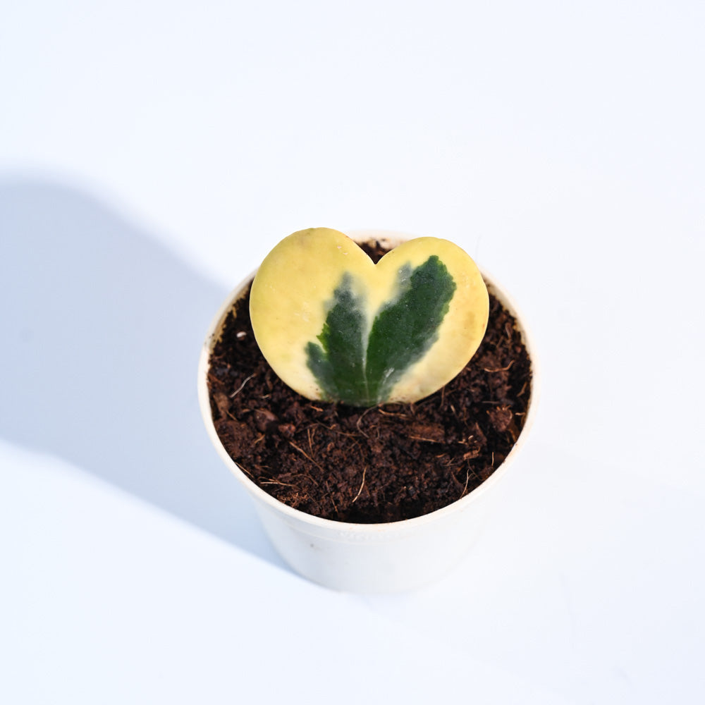 Heart_Hoya_Variegated_Plant _NUPL0440_Ivory