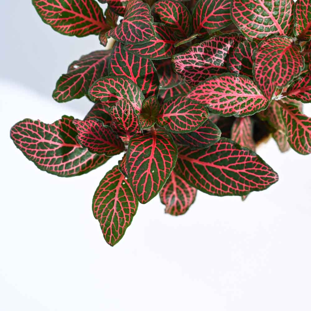 Fittonia_Pink_Plant_NUPL0299LMC_Mocca