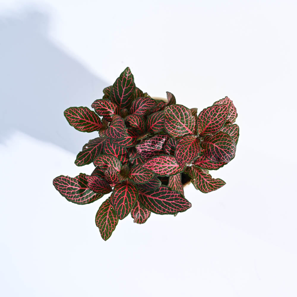 Fittonia_Pink_Plant_NUPL0299LGY_Grey