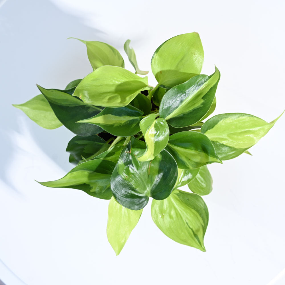 Philodendron_Brasil_Plant_NUPL0457APK_Pink