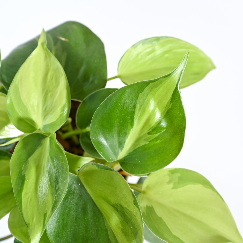 Philodendron_Brasil_Plant_NUPL0457APK_Pink