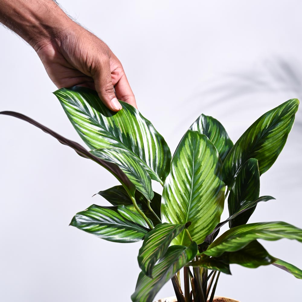 Calathea Pinstripe Plant