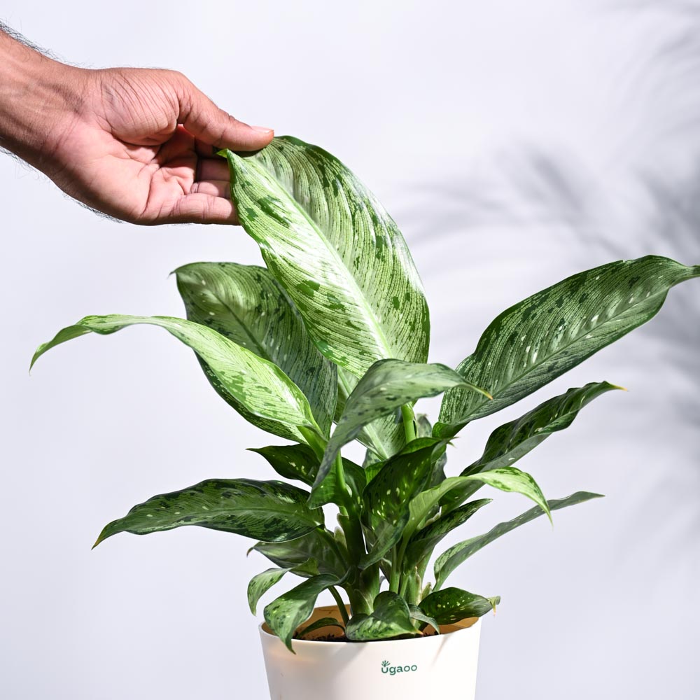 Dieffenbachia Plant