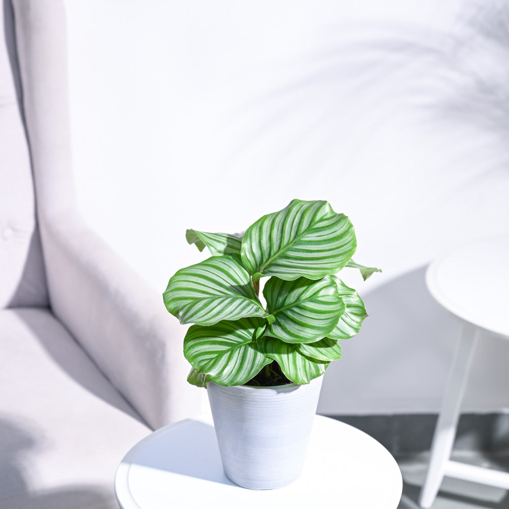 Calathea Orbifolia - Medium