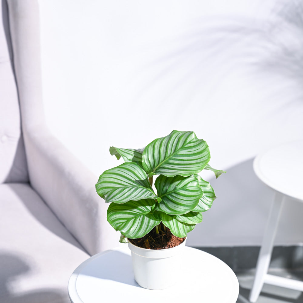 Calathea Orbifolia - Medium