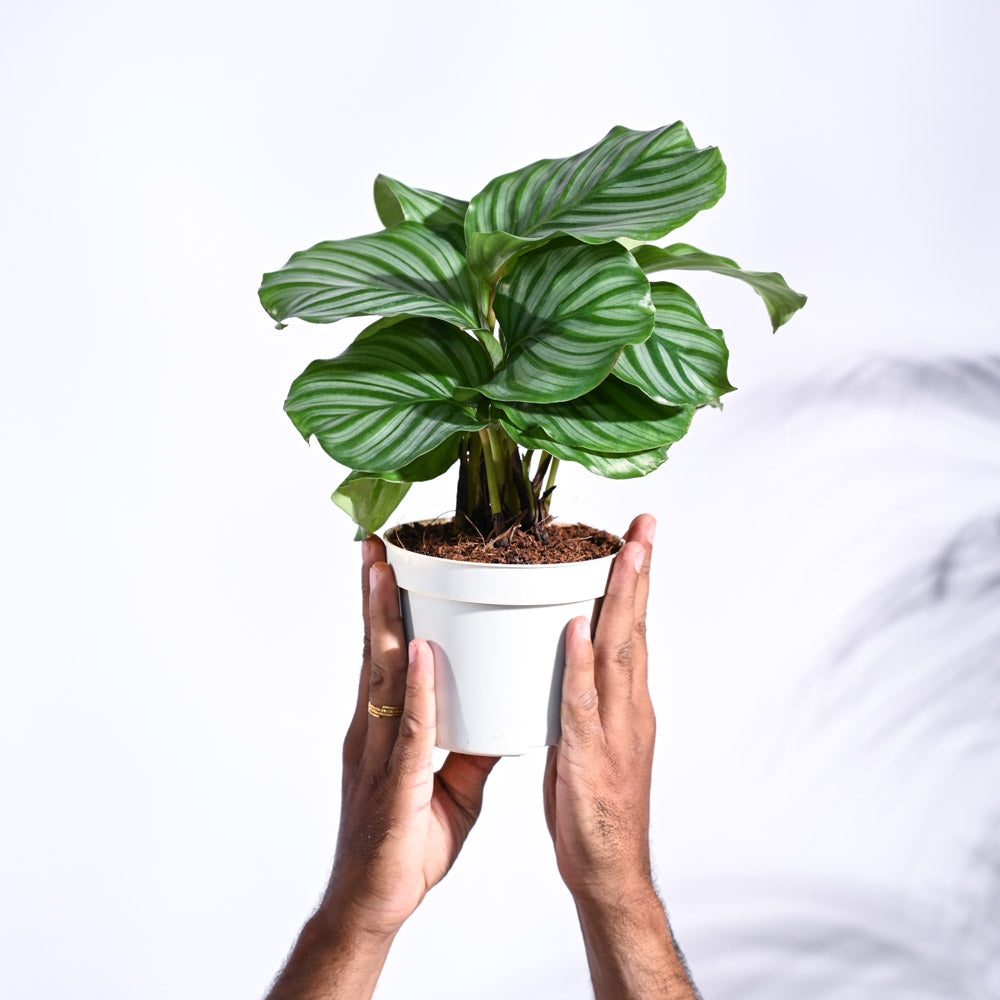 Calathea Orbifolia - Medium