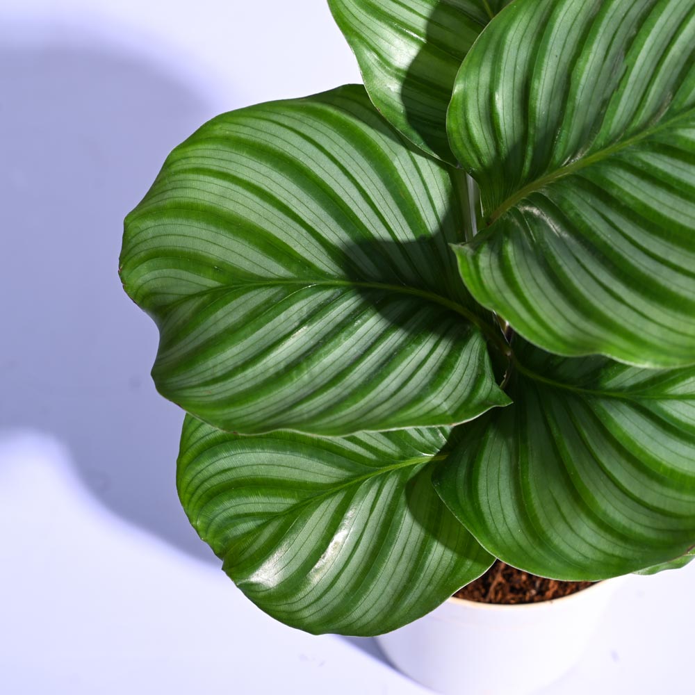 Calathea Orbifolia - Medium